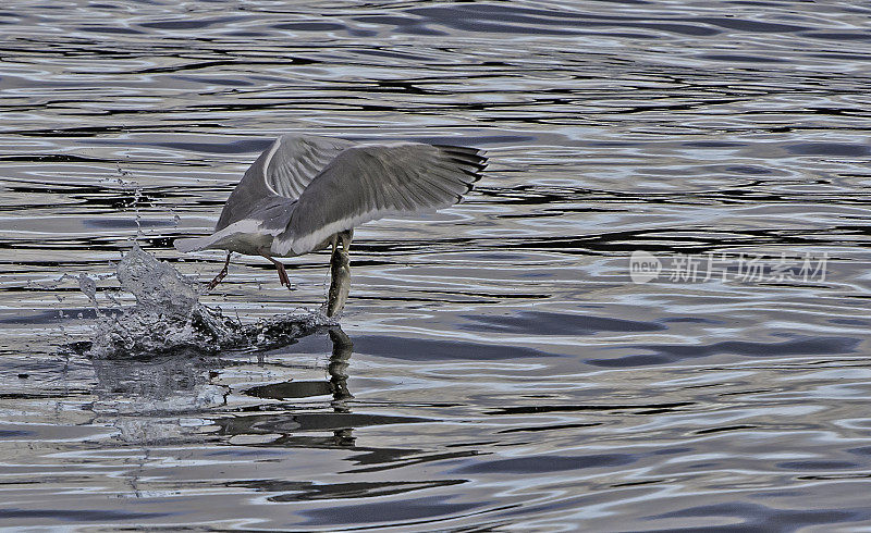 灰白色翼鸥- Larus glaucescens是一种大型海鸥，在阿拉斯加发现大量。锡特卡的声音,阿拉斯加。